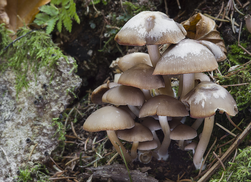 Psathyrella papyracea